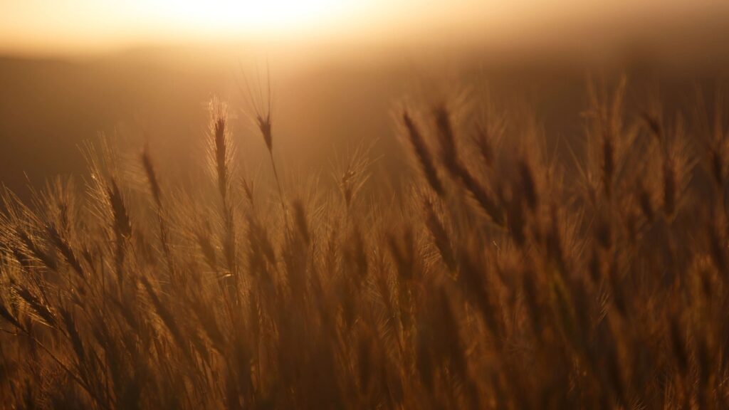 Image of Wheat Field