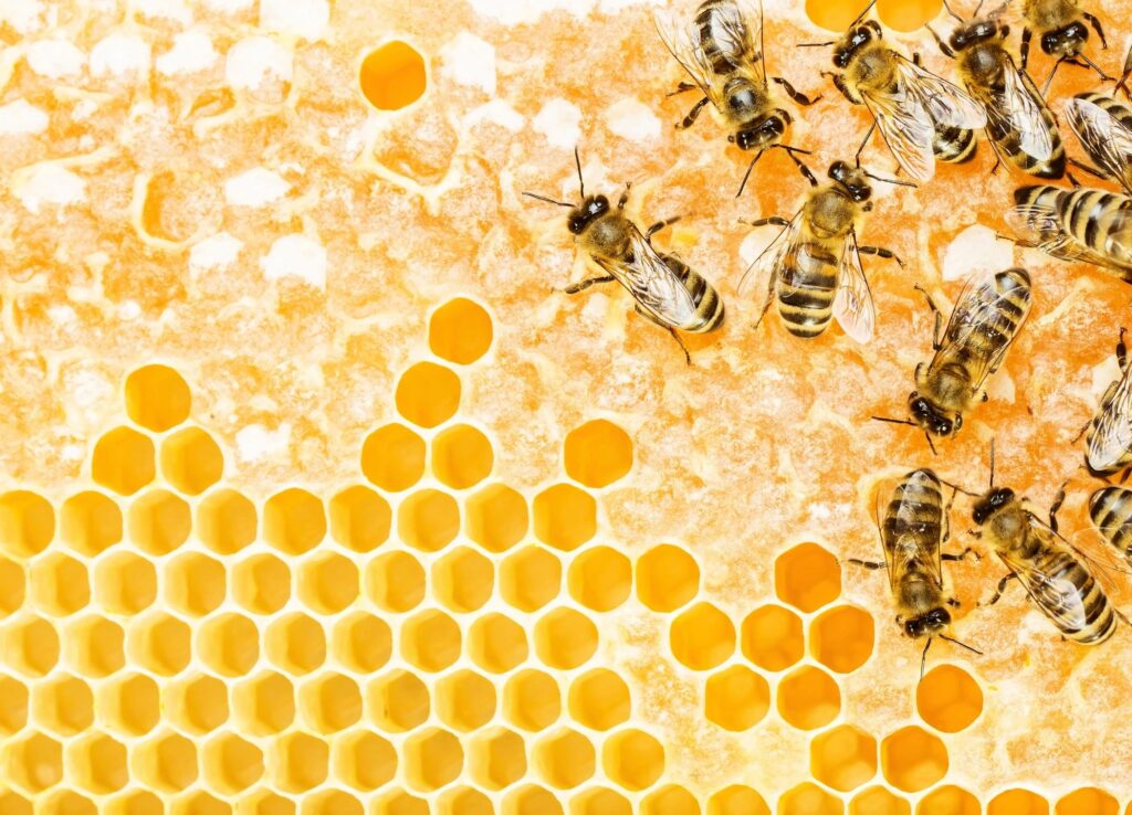 Image of Bees forming Honeycomb