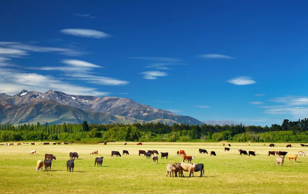 Image of Grasslands with Cattle and Mountain Range